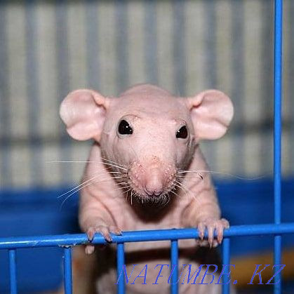 Naked decorative rats Ust-Kamenogorsk - photo 2