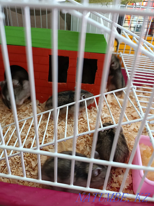 Djungarian hamsters Pavlodar - photo 1