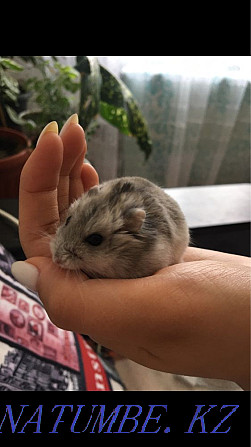 I will sell a hamster Aqsu - photo 1
