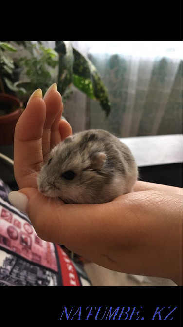 Продам хомячка Аксу - изображение 1