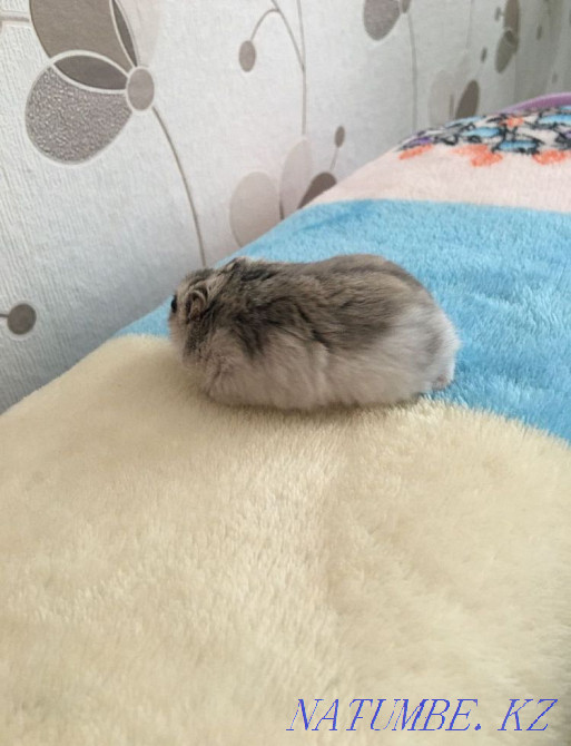 Продам хомячка Аксу - изображение 2