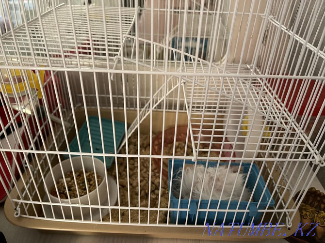 I will sell a hamster with a cage, food all together, a home hamster Astana - photo 1
