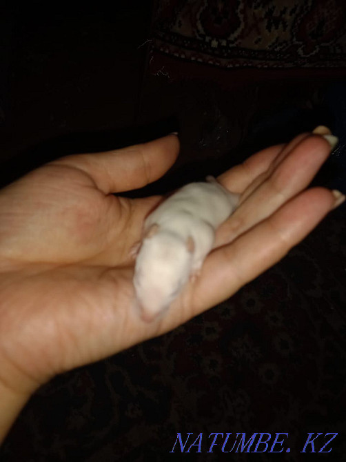 Бесплатно крысеныш Талас - изображение 1