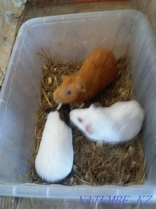 Selling a pair of guinea pigs  - photo 1