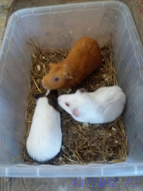 I will sell a pair of guinea pigs rosette very cute and beautiful Petropavlovsk - photo 2