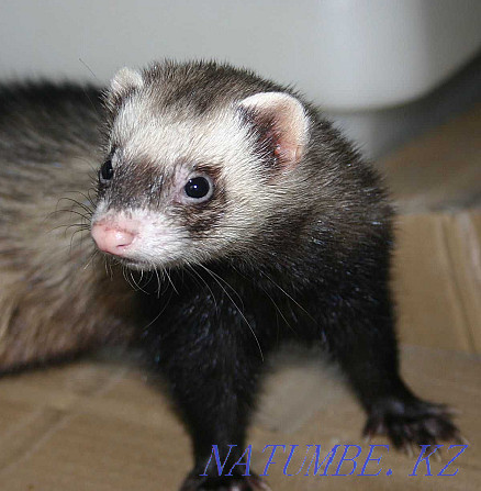 Hand ferret in the pet store "Live World" Almaty - photo 1