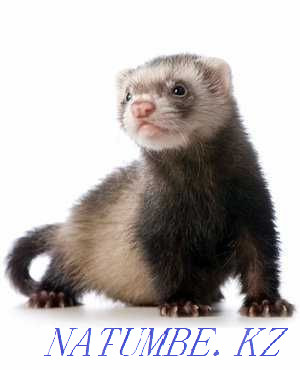 Hand ferret in the pet store "Live World" Almaty - photo 2