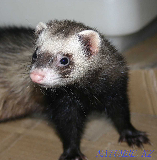 Hand ferret in the pet store "Live World" Almaty - photo 1