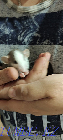 Sell decorative rat pups Temirtau - photo 4