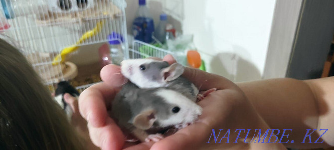 Sell decorative rat pups Temirtau - photo 8