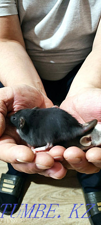 Sell decorative rat pups Temirtau - photo 6