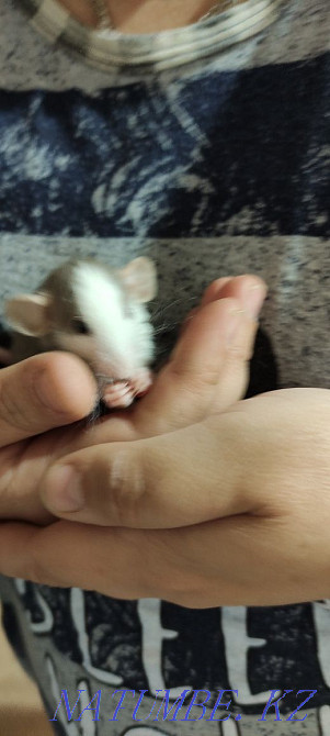 Продам декоративных крысят Темиртау - изображение 4