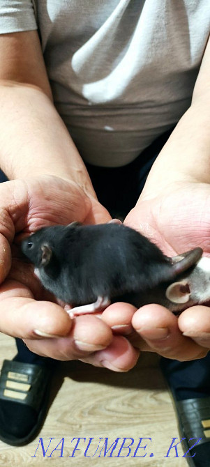 Продам декоративных крысят Темиртау - изображение 6
