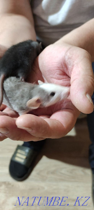 Продам декоративных крысят Темиртау - изображение 5
