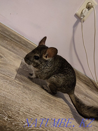 Chinchilla for sale with cage Kostanay - photo 5