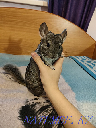 Chinchilla for sale with cage Kostanay - photo 2