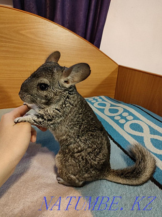 Chinchilla for sale with cage Kostanay - photo 1