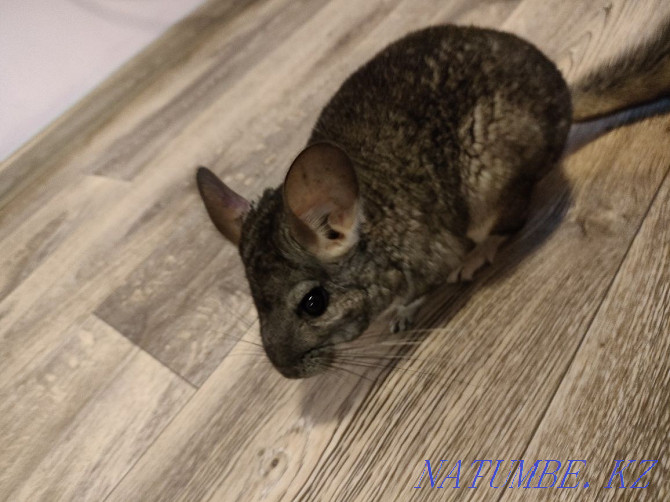 Chinchilla for sale with cage Kostanay - photo 3