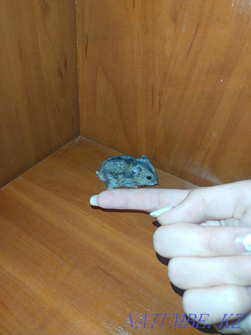 Hamster jungarik one Semey - photo 4