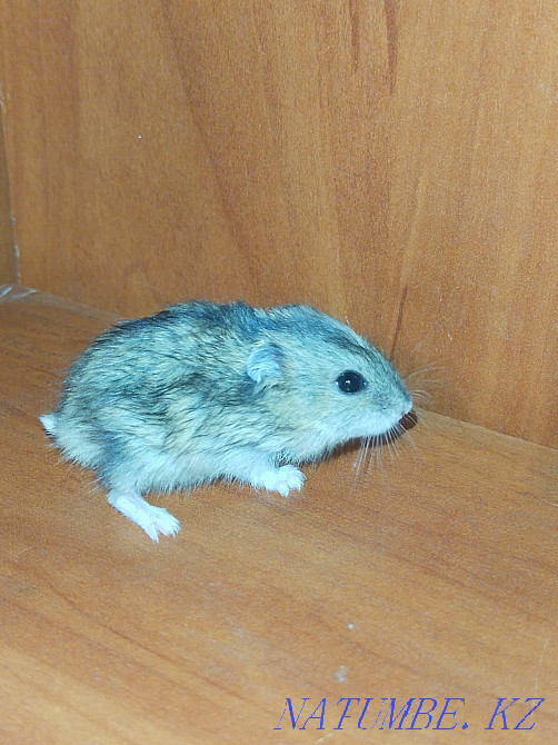 Hamster jungarik one Semey - photo 2