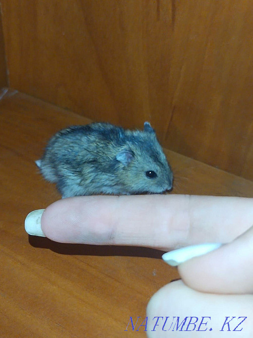 Hamster jungarik one Semey - photo 1