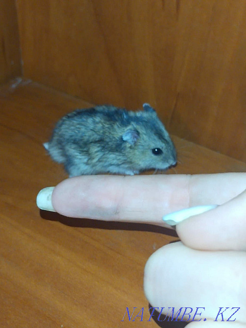 Hamster jungarik one Semey - photo 3