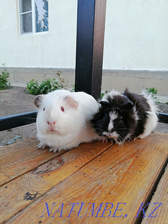 Sell guinea pigs Atyrau - photo 3