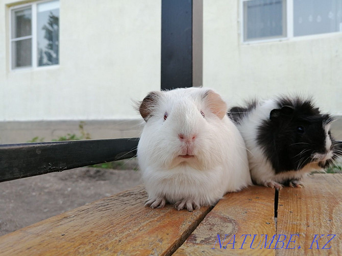 Sell guinea pigs Atyrau - photo 4