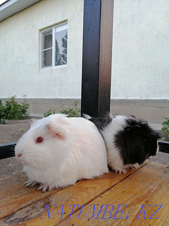 Sell guinea pigs Atyrau - photo 1