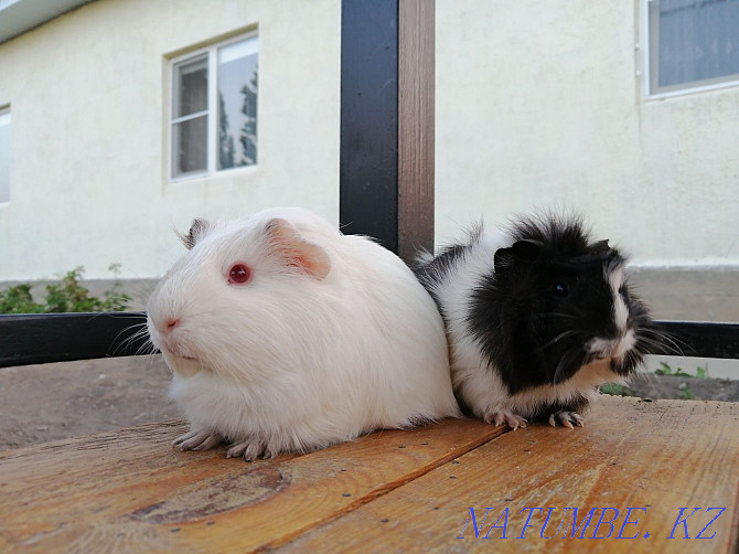 Sell guinea pigs Atyrau - photo 2