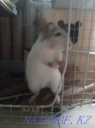 Teenage chinchilla, boy. Age 5 months Almaty - photo 5