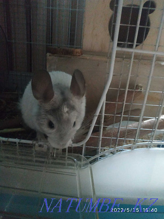 Teenage chinchilla, boy. Age 5 months Almaty - photo 6