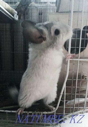 Teenage chinchilla, boy. Age 5 months Almaty - photo 4