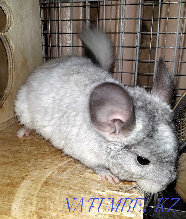 Teenage chinchilla, boy. Age 5 months Almaty - photo 1