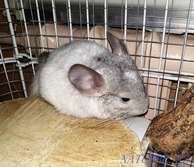 Teenage chinchilla, boy. Age 5 months Almaty - photo 2