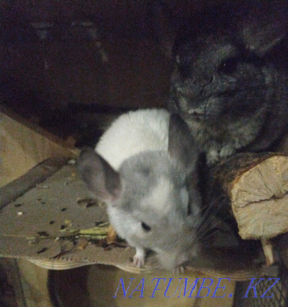 Teenage chinchilla, boy. Age 5 months Almaty - photo 7