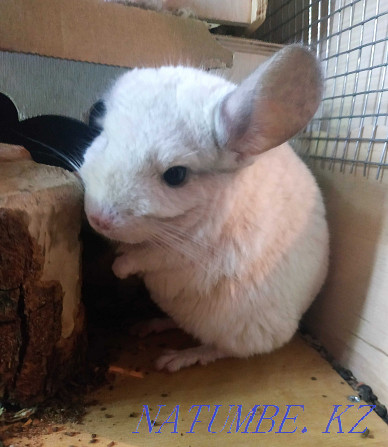 Teenage chinchilla, boy. Age 5 months Almaty - photo 8