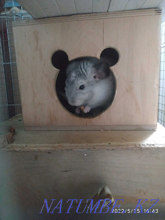 Teenage chinchilla, boy. Age 5 months Almaty - photo 3