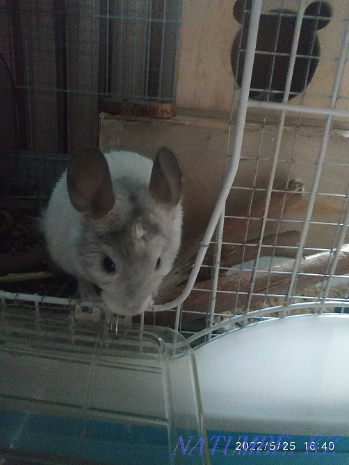 Teenage chinchilla, boy. Age 5 months Almaty - photo 6