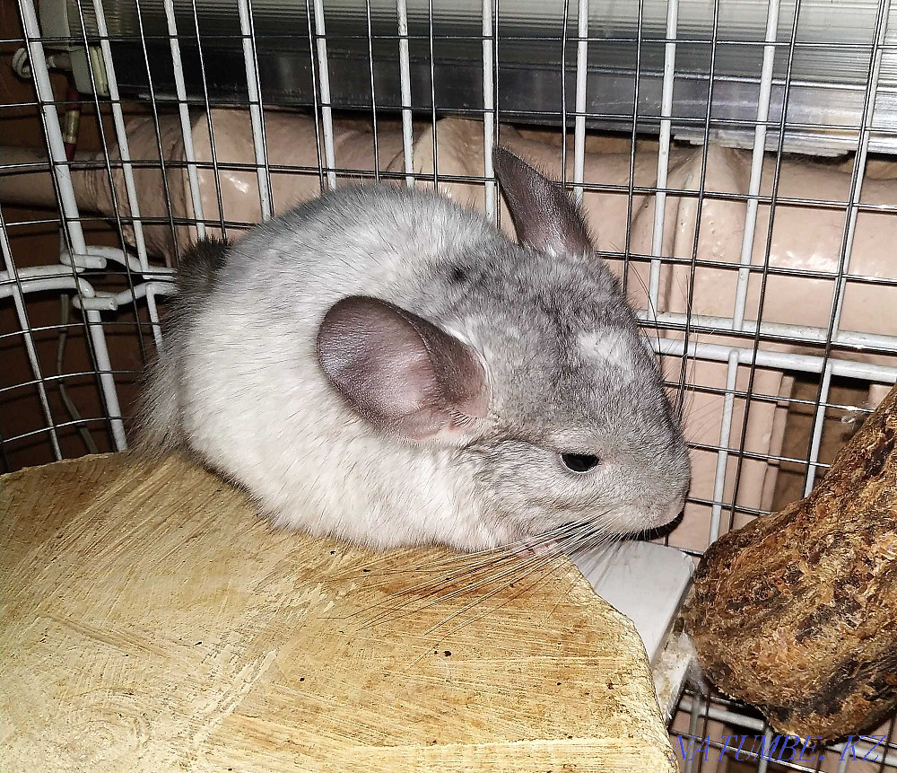 Teenage chinchilla, boy. Age 5 months Almaty - photo 2