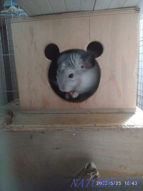 Teenage chinchilla, boy. Age 5 months Almaty - photo 3