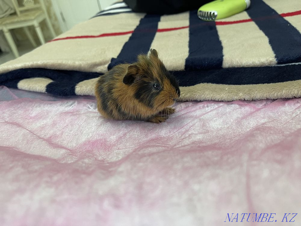 Морская свинка Астана - изображение 1