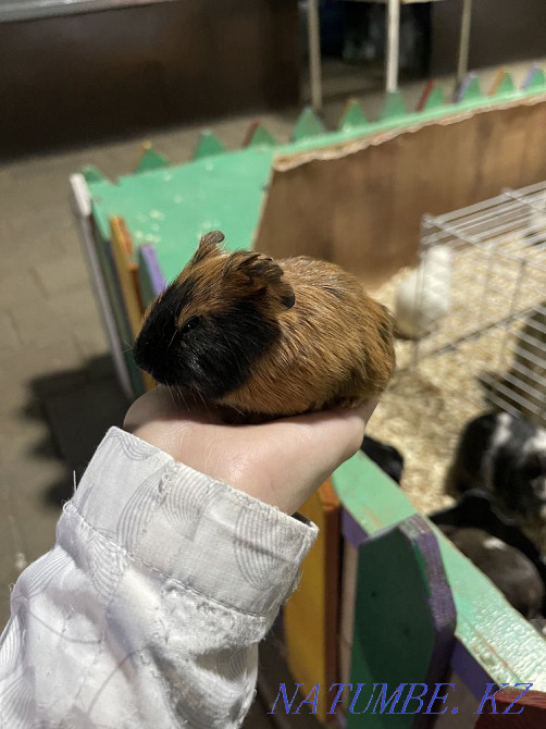 Морская свинка Астана - изображение 3