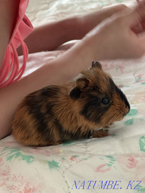 Морская свинка Астана - изображение 2