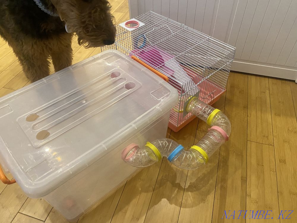 cage for a hamster Almaty - photo 1
