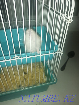 I will give four hamsters Urochishche Talgarbaytuma - photo 2