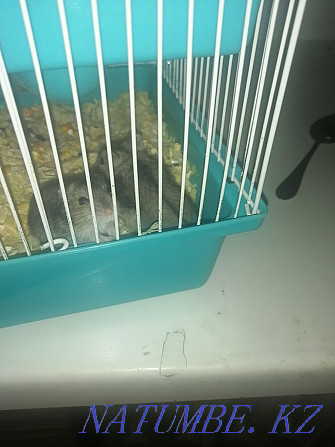 I will give four hamsters Urochishche Talgarbaytuma - photo 1