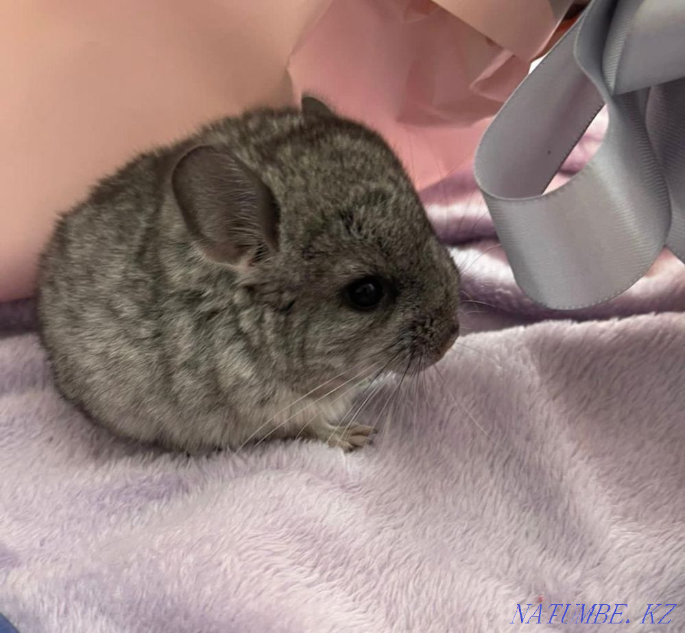 Chinchillas, gray standard Astana - photo 1