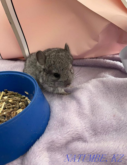 Chinchillas, gray standard Astana - photo 5