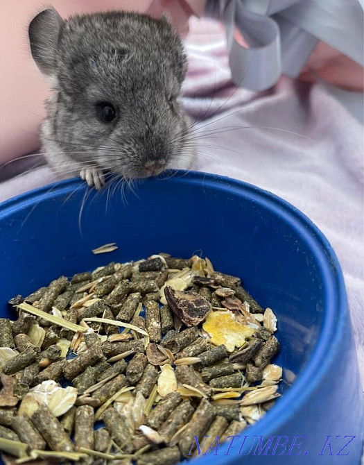 Chinchillas, gray standard Astana - photo 3